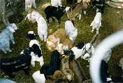 Fauna (cabras)- La Florida