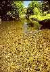Trapiche
