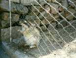 Fauna (Vizcacha)- La Florida