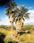 Palmeras Caranday - San Fransisco del Monte de Oro -