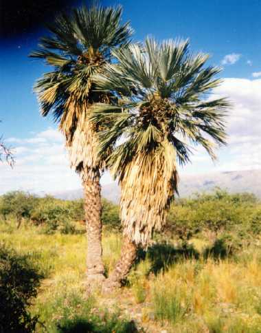 San Francisco del Monte de Oro