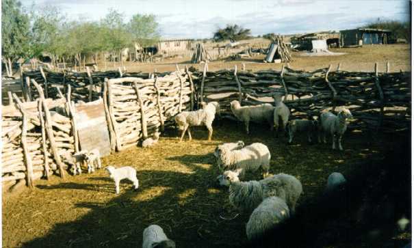 Ovejas