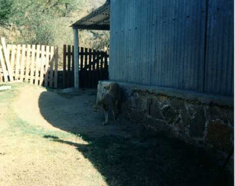 El Puma